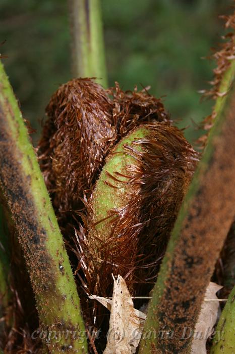 Tree fern croziers, Pirianda Gardens IMG_7234.JPG